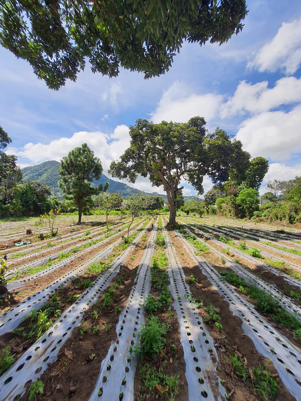 Terreno en venta en Pastores Sacatepéquez Q. 3, 400, - Bienes Raices  Grupo Tala Guatemala