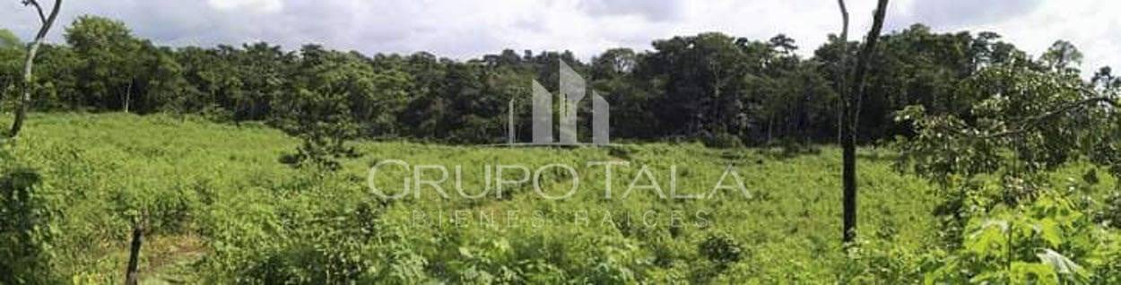 FINCA EN VENTA CANTÓN LA LIBERTAD, NUEVO SAN CARLOS, RETALHULEU - Image 5