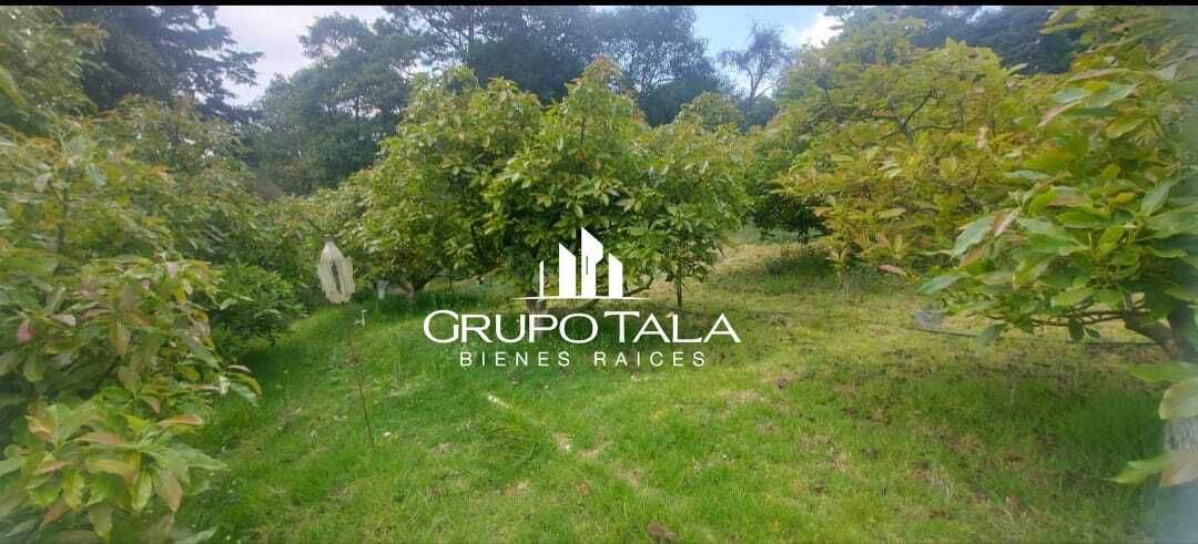 Terreno en venta Hass Santiago Sacatepéquez - Image 2