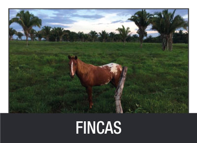 fincas-propiedadas-en-venta-guatemala-grupo-tala